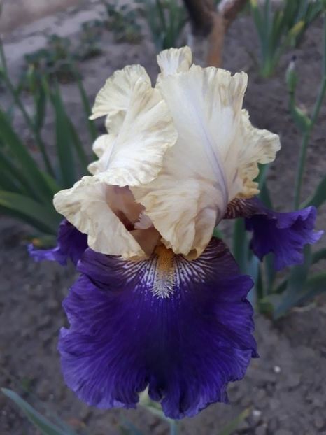 boyberry buttercup - irisi medii si inalti 2022