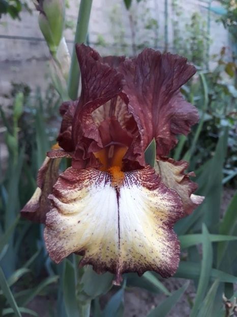 burgundy brown - irisi medii si inalti 2022