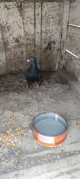  - Voiajori stil vechi