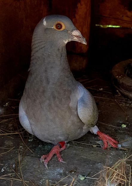 115 cu piciorul rupt de uliu - 2022