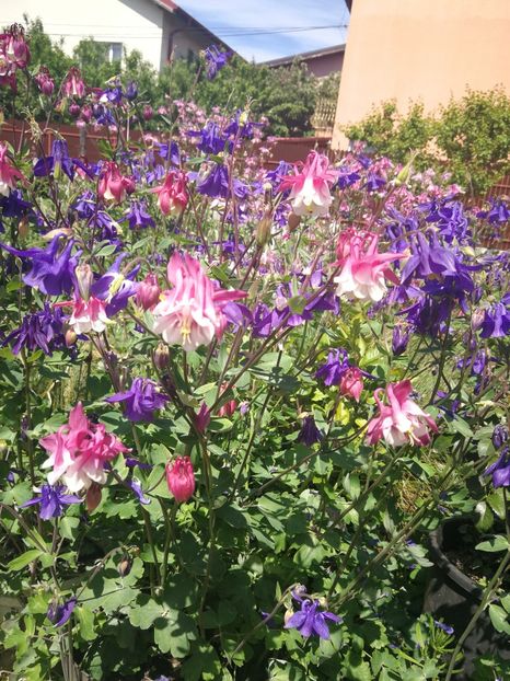  - Flori de grădină-2022