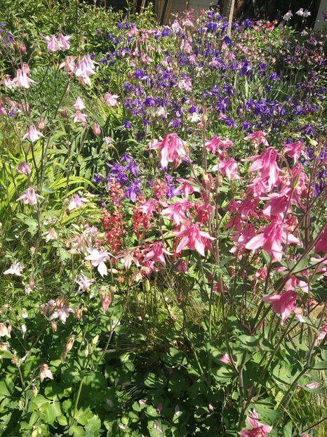  - Flori de grădină-2022