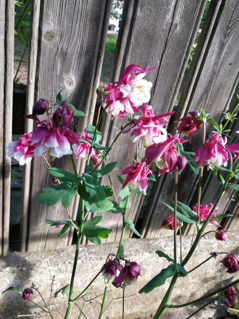  - Flori de grădină-2022