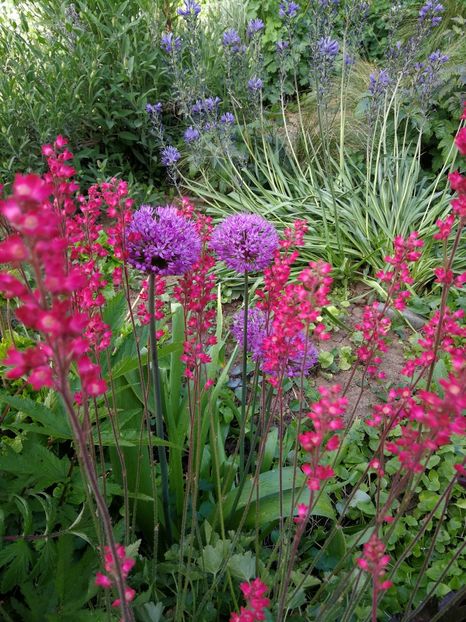  - Flori de grădină-2022