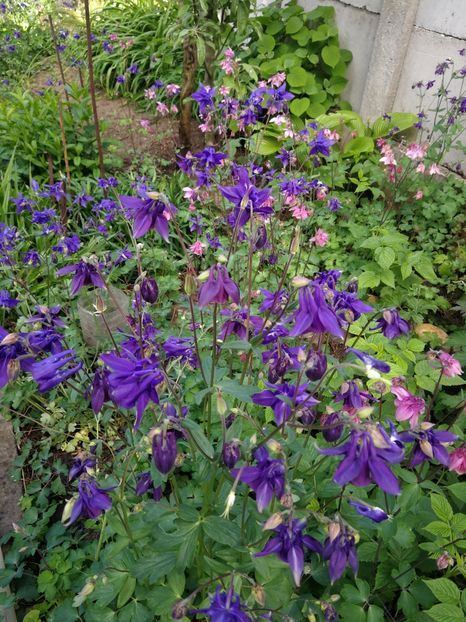  - Flori de grădină-2022