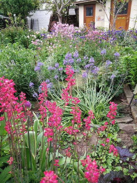  - Flori de grădină-2022