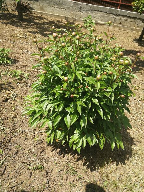  - Flori de grădină-2022