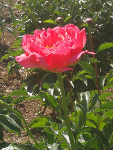  - Flori de grădină-2022