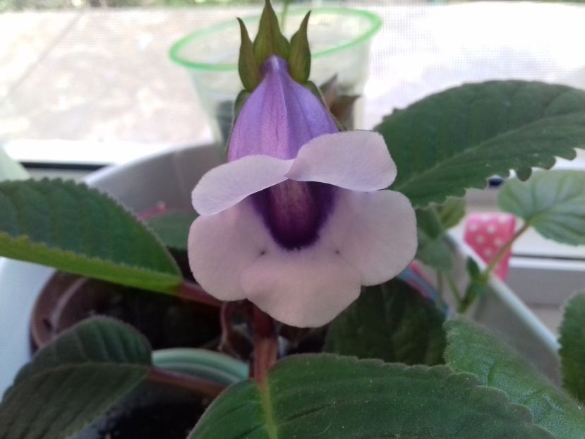 Din lumea plantelor ea este jumatatea mea! - Sinningiuțe