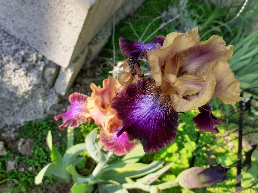  - Iris 2022