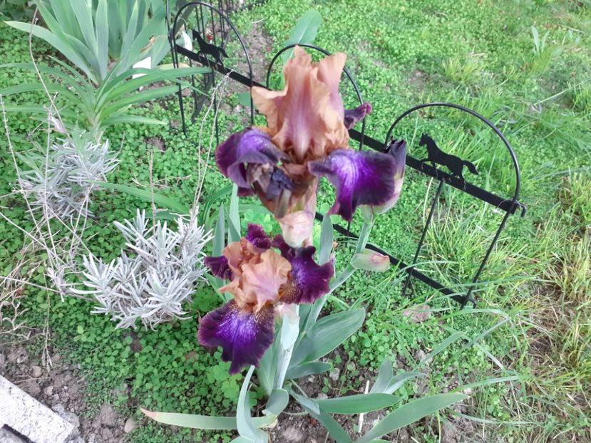  - Iris 2022