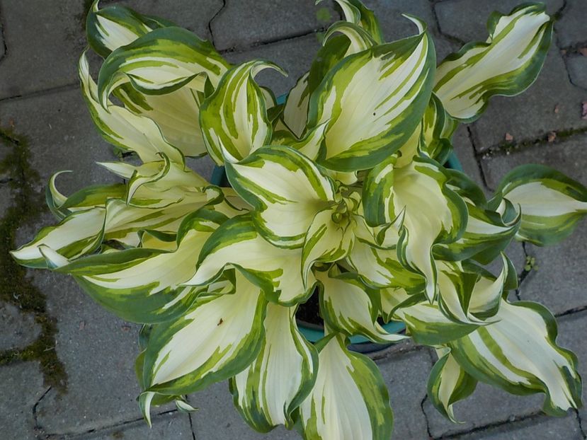  - hosta