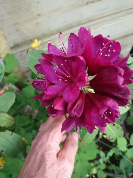 rododendron - Gradina flori 2025