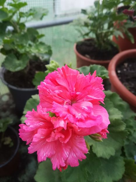 Diana Palmer - A-Muscate 2022