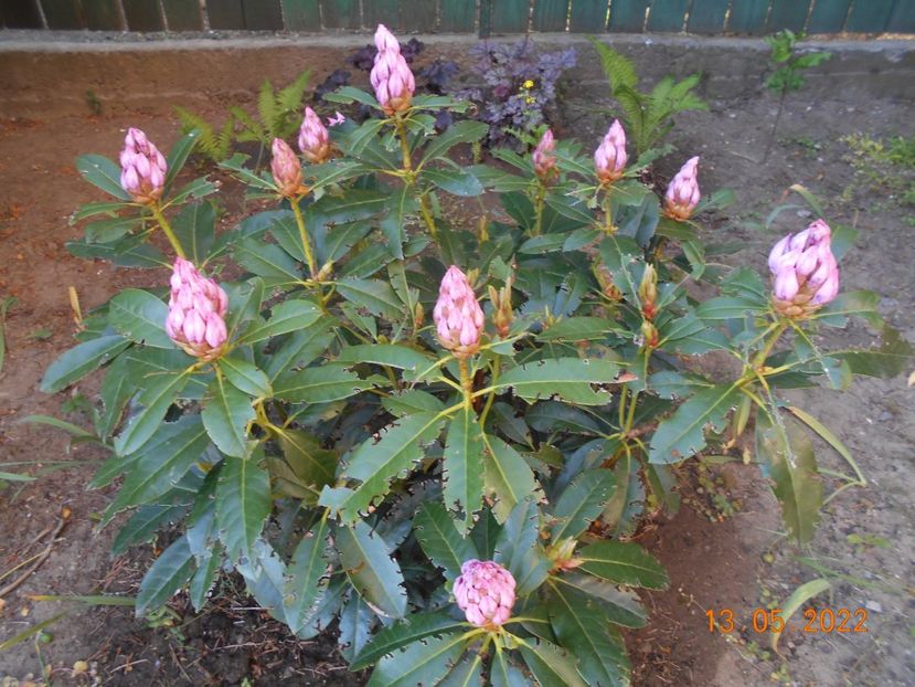 rontzait de omizi - 02 Azalee-rhododendroni-heleborusi-hortensii-hoste 2022