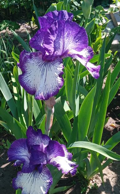  - MAI - luna lui FLORAR