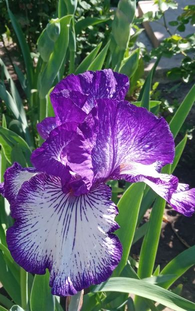  - MAI - luna lui FLORAR