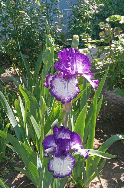  - MAI - luna lui FLORAR