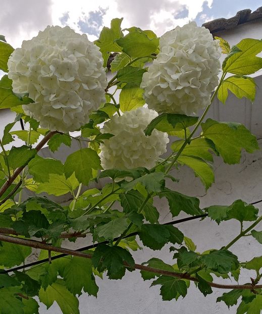  - MAI - luna lui FLORAR