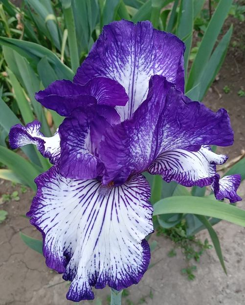  - MAI - luna lui FLORAR