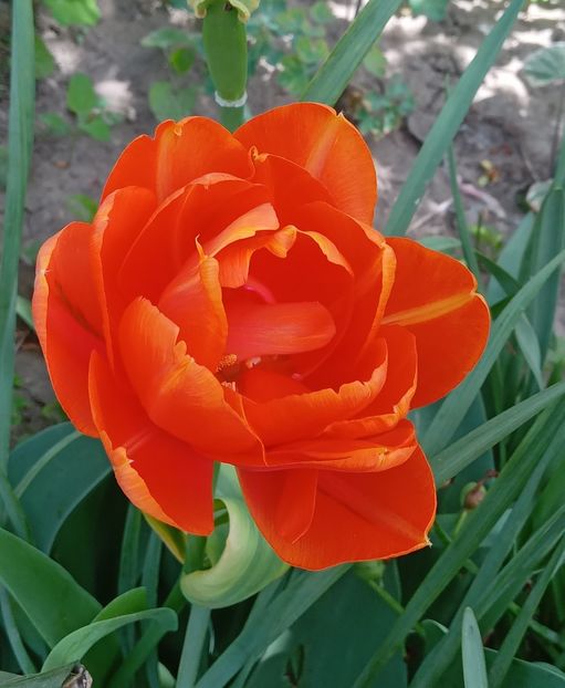  - MAI - luna lui FLORAR