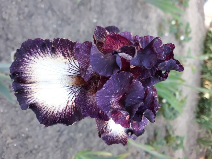 Prince of burgundy - Irisi 2022