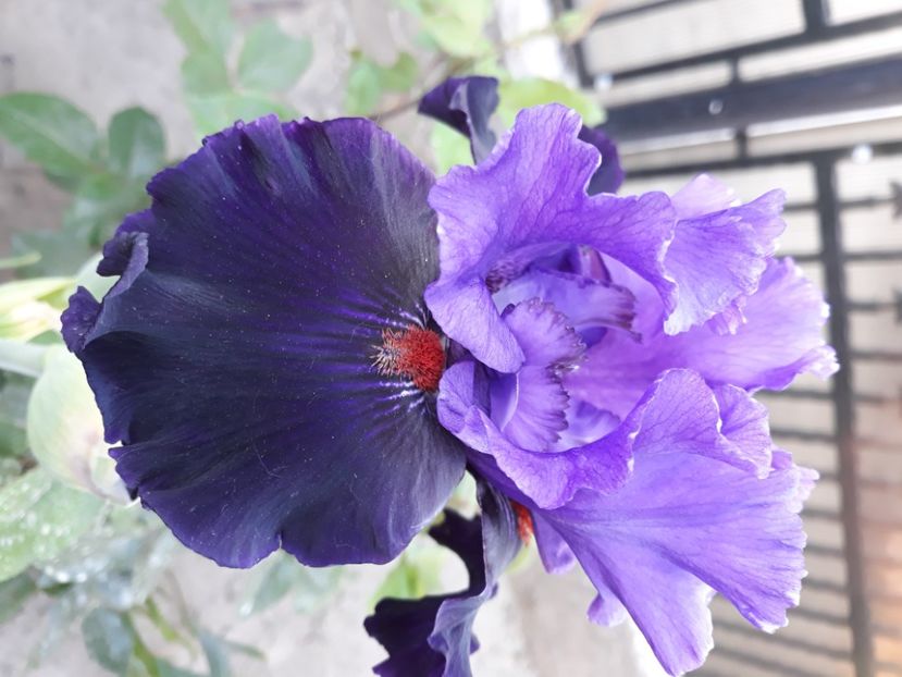 Wild wings - Irisi 2022