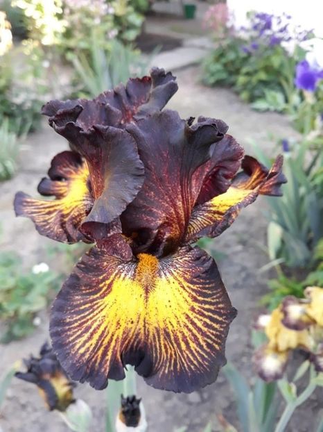 tuscan summer - irisi medii si inalti 2022