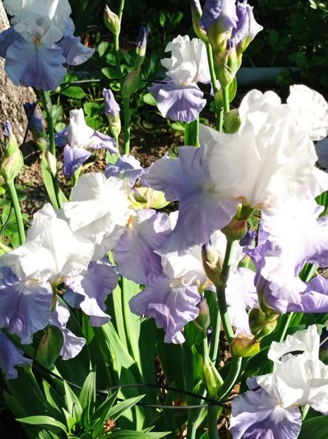  - dragostea  de natura