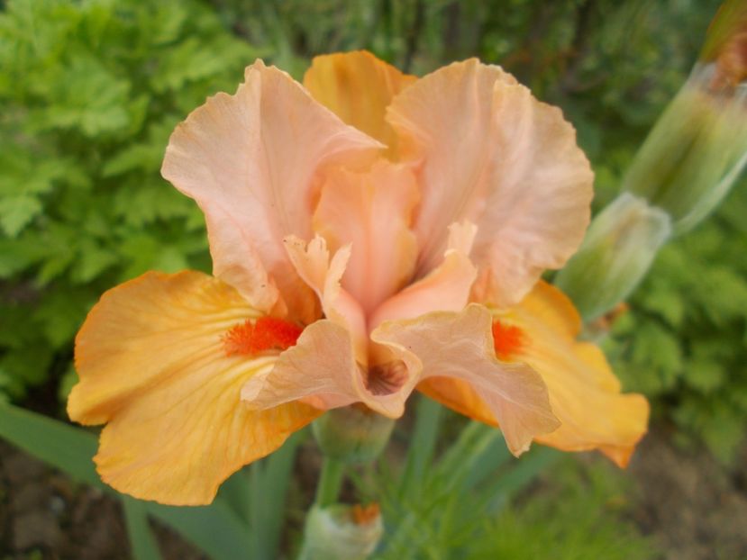 FURIOSO - Irisi -2022 Barbata Elatior si intermedia