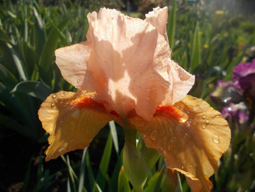  - Irisi -2022 Barbata Elatior si intermedia