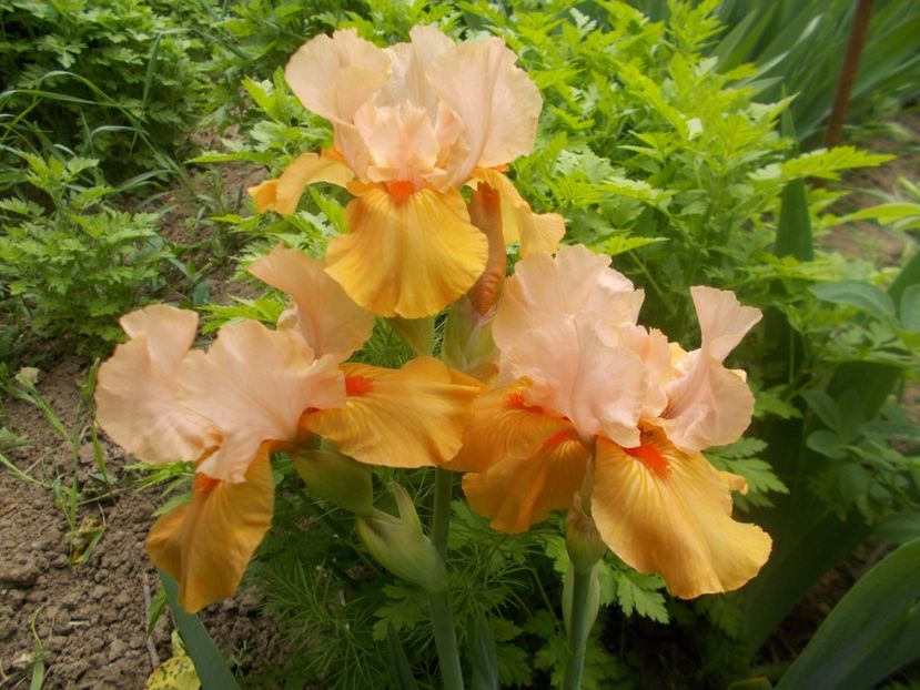  - Irisi -2022 Barbata Elatior si intermedia