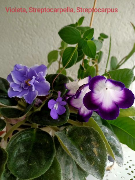 12.05.2022 - N- O toană