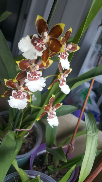 colmanara "jungle monarch" - Orhidee_4_simpodiale cu pseudobulbi