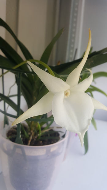 angraecum "Lady Lisa"x sesquipedale - Orhidee_3_monopodiale