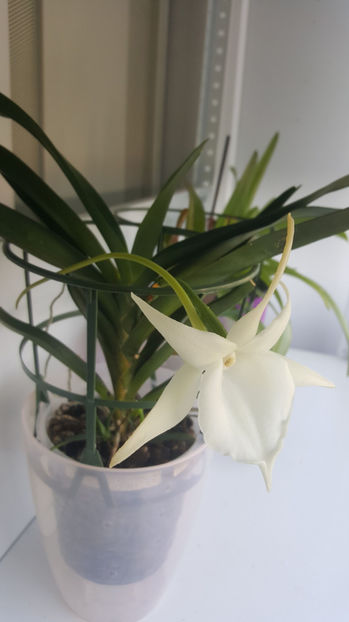 angraecum "Lady Lisa"x sesquipedale - Orhidee_3_monopodiale