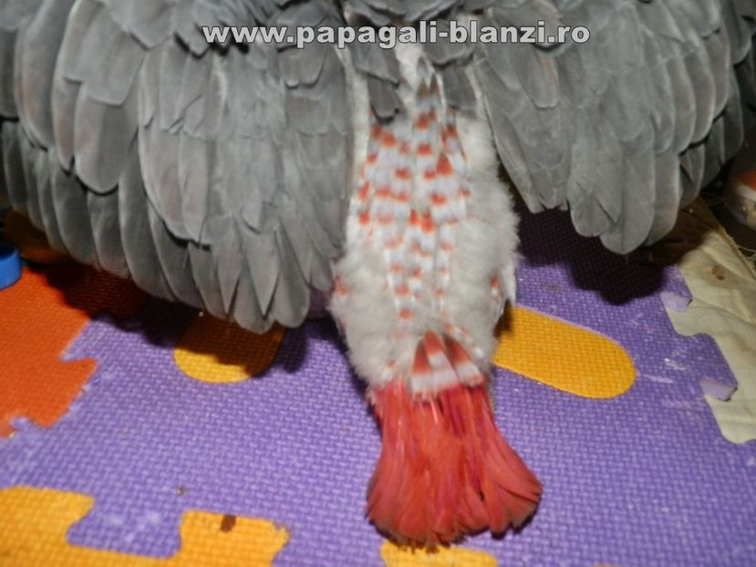 Jako - Red Factor - papagali Jako - African Grey Red Factor