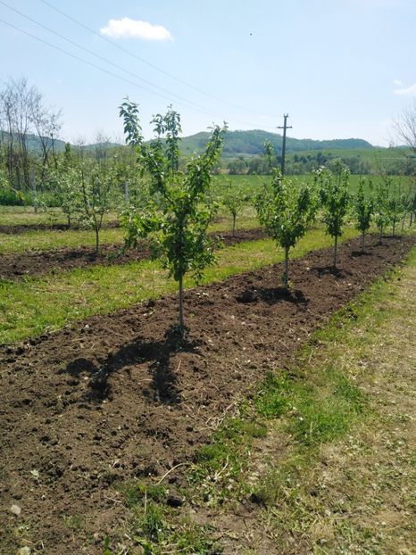  - Livada la data de 13 Mai 2022