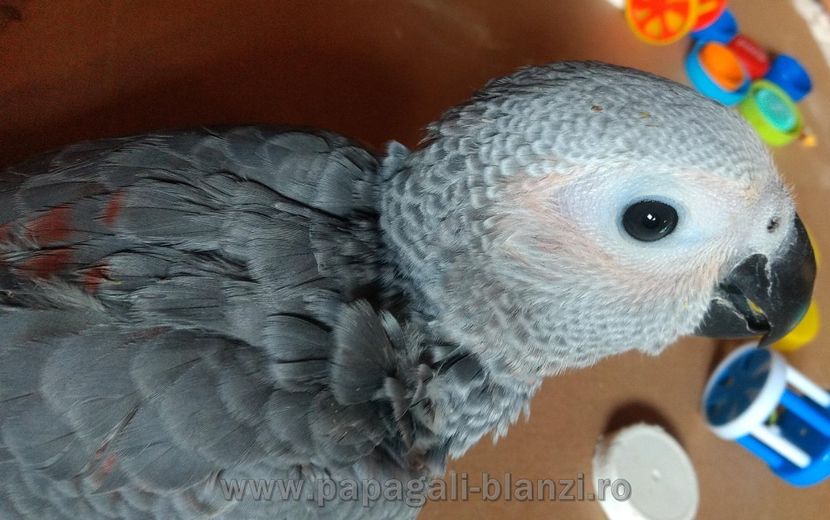 Jako Red Factor - papagali Jako African Grey Red Factor