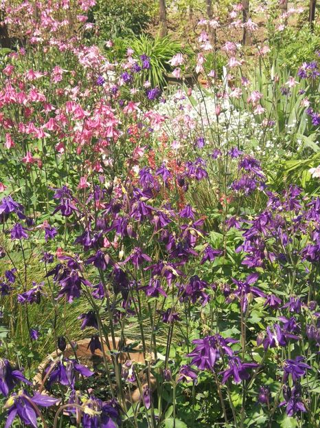  - 03-Aquillegia -Caldarusa