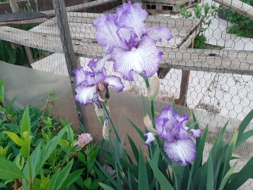  - Iris 2022