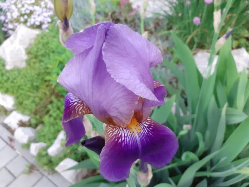  - Iris 2022