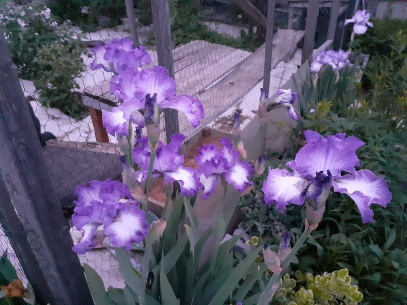  - Iris 2022