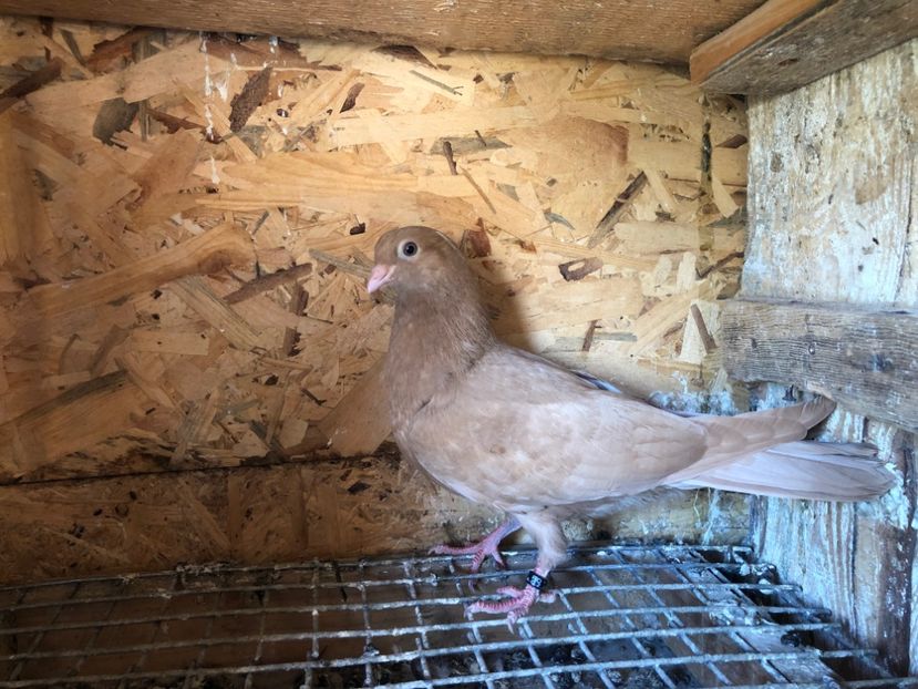 429/22 - 5- lot zbor 2022