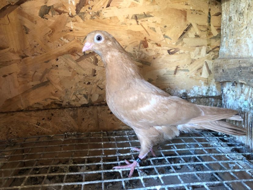 403/22 - 5- lot zbor 2022