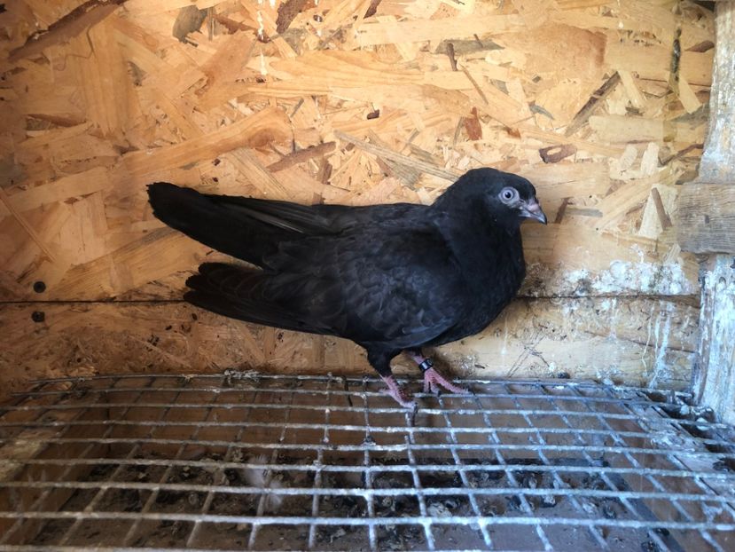 410/22 - 5- lot zbor 2022