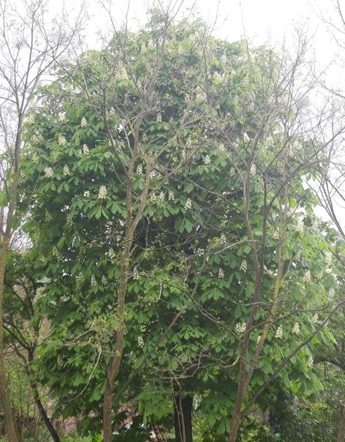  - Castanul copilariei