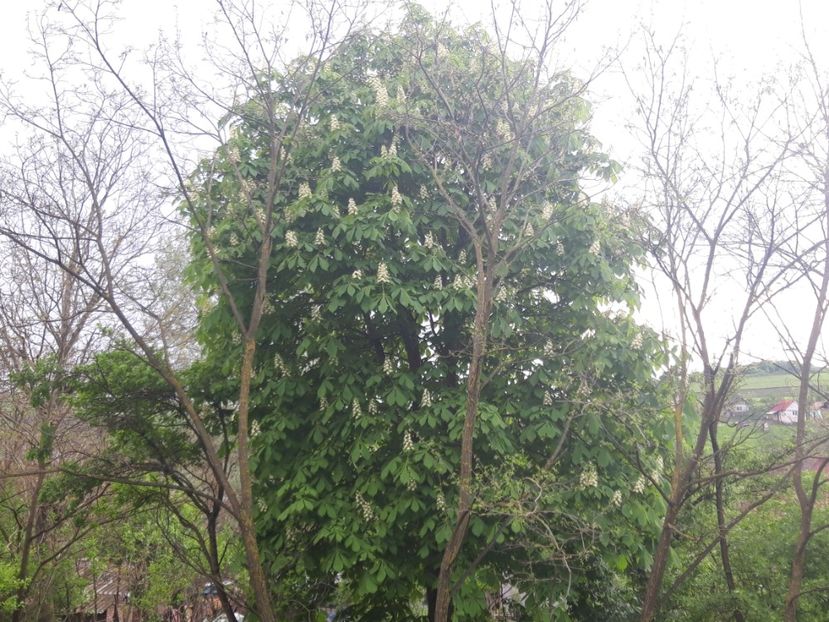  - Castanul copilariei