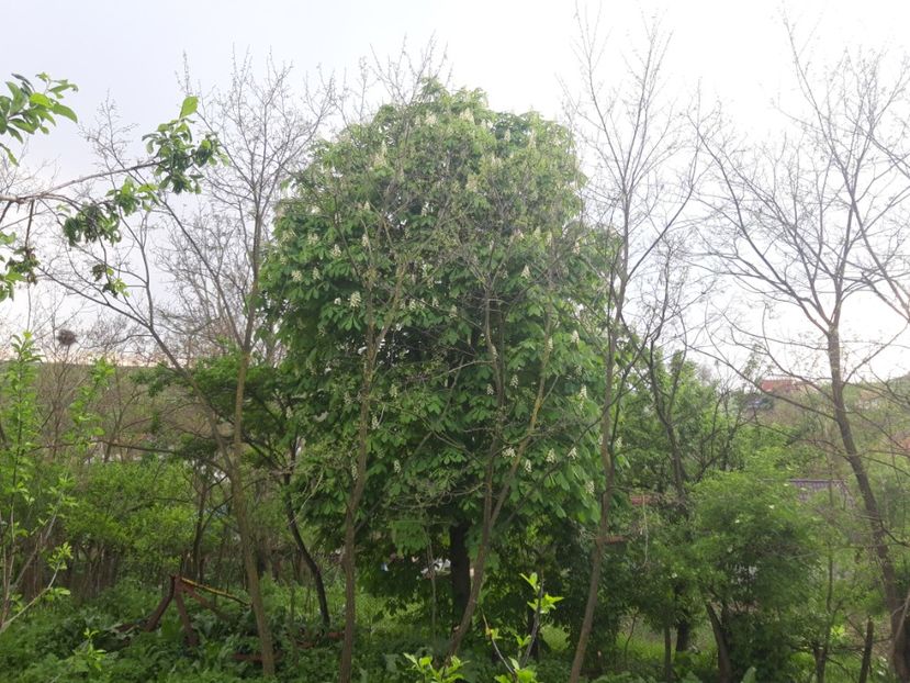  - Castanul copilariei