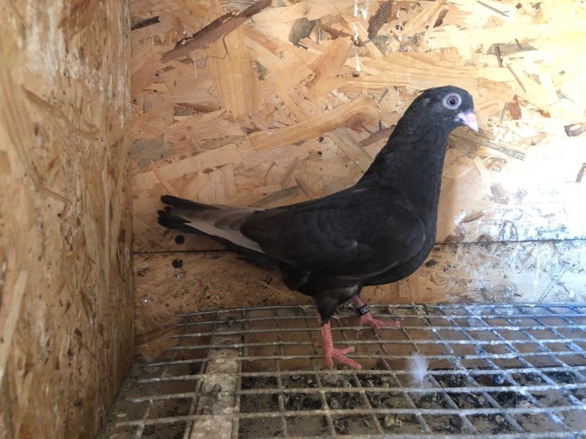 428/22 - 5- lot zbor 2022